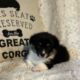 Leonard - Pembroke Welsh Corgi puppy from Kenyon Pembroke Welsh Corgis