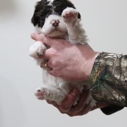 Lagotto Romagnolo Puppies from Royal and Loyal Lagotto Romagnolo