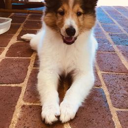 Collie Puppies from Lakeside Collies