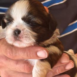 Dottie - Red and white male Shih Tzu puppy in Sutton, West Virginia from Meadow Lane Pups