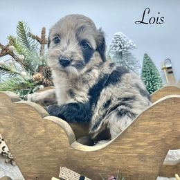 Lois - Merle female Sheepadoodle puppy in Thornville, Ohio from Four Front Doodles & Friends