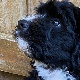 Assorted Doodle Crosses, Bernedoodles, and Goldendoodles from Central Florida Bernedoodles