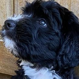Assorted Doodle Crosses, Bernedoodles, and Goldendoodles from Central Florida Bernedoodles