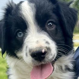Miniature Australian Shepherds from Full River Australian Shepherds