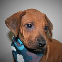 German Shepherd and Rhodesian Ridgeback Puppies from Sugar Paws Pets