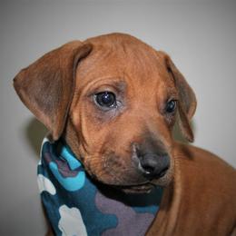German Shepherd and Rhodesian Ridgeback Puppies from Sugar Paws Pets
