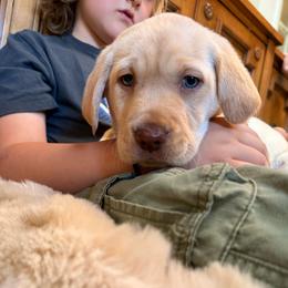 Ocean - Yellow male Labrador Retriever puppy in Mission Viejo, California from Loving Puppy House