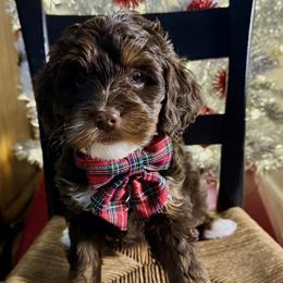Goldendoodle Puppies from RVA DOODLES, LLC