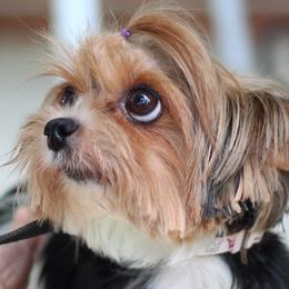 Piper - Biewer Terrier