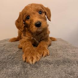 Jake - Cream male Goldendoodle puppy in Fruitland Park, Florida from Doodlepark