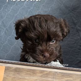 Rosebud - Chocolate female Havanese puppy in Batesville, Arkansas from Hillbilly Havanese