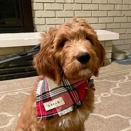 Goldendoodle All Grown Up from Midwest Companions