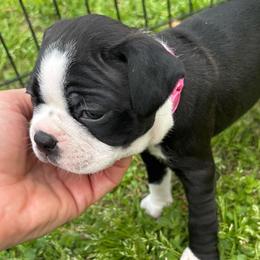 D. Girl 2 - Black and white female Boston Terrier puppy in Mc Donough, Georgia from Ballard Boston Terriers