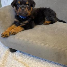 Blue boy - Black and mahogany male Rottweiler puppy in Reno, California from VHF