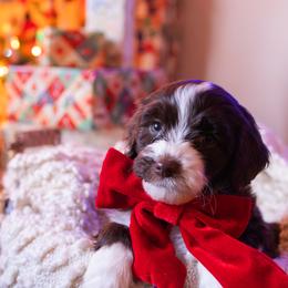 Emmett - male Aussiedoodle puppy in Redding, California from Farmstead Doodles