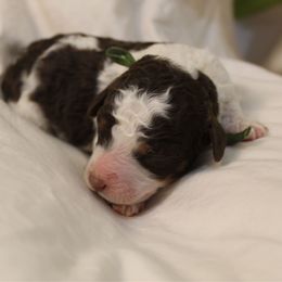 Apollo - Brown and white male Bernedoodle puppy in Eagle Mountain, Utah from Liberty Farms Puppies