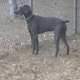Moe - Weimaraner