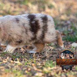 Miniature American Shepherd, Miniature Australian Shepherd, and Toy Australian Shepherd Puppies from Best Little Aussies