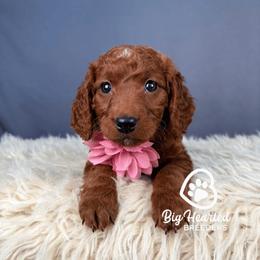 Alex - Red female Companion Cross puppy in Utah County, Utah from Big Hearted Breeders