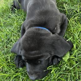 Labrador Retriever Puppies from Whispering Valley Labs