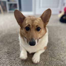 Tillie - Pembroke Welsh Corgi