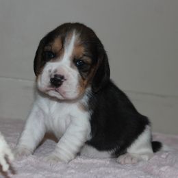 Zena - Black tan and white female Beagle puppy in Morrill, Kansas from Kelle Beagles