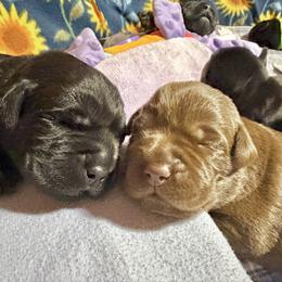 Chocolate Girl 3 - Chocolate female Labrador Retriever puppy in Malabar, Florida from Mythic Labradors, LLC
