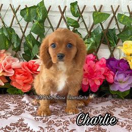 Charlie - Ruby male Cavalier King Charles Spaniel puppy in Hollywood, Florida from World Class Cavaliers