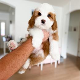 Neville - Red male Bernedoodle puppy in South Jordan, Utah from Wonderful World Doodles