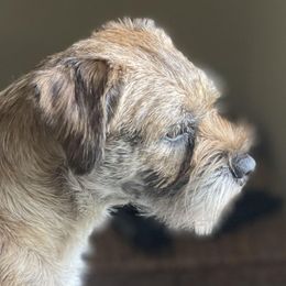 Border Terriers from Bullet Sabo