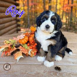 Roy - Tri-color male Bernedoodle puppy in Banner Elk, North Carolina from Walnut Tree Bernedoodles