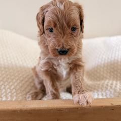 Male 3 - Apricot male Goldendoodle puppy in Modesto, California from Central Valley Canine Companions