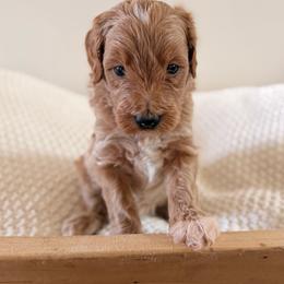 Male 3 - Apricot male Goldendoodle puppy in Modesto, California from Central Valley Canine Companions
