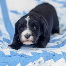 Blue - Black male Goldendoodle puppy in Rocklin, California from FurEver Yours Goldendoodles