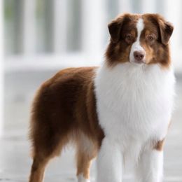 Australian Shepherds from Simons Aussies