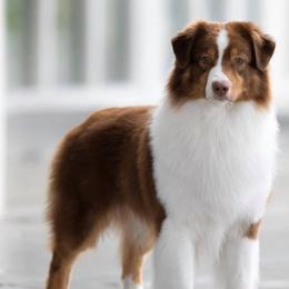 Australian Shepherds from Simons Aussies