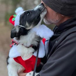 Candy - Tri-color female Border Collie puppy in Conway, Missouri from 2J 2K Border Collies | Maremma Sheepdogs