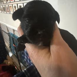Breezy - Black female Yorkipoo puppy in Florence, Kentucky from 4paws4ever by Design