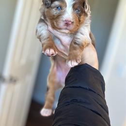 Cindy Lou - Red merle female Australian Shepherd puppy in Tyner, Kentucky from Lil’ Town Aussies