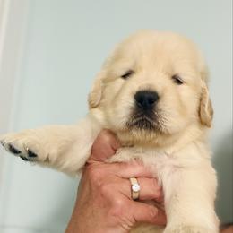 Fred - Golden male Golden Retriever puppy in Saint Pauls, North Carolina from Copperfield’s Goldens