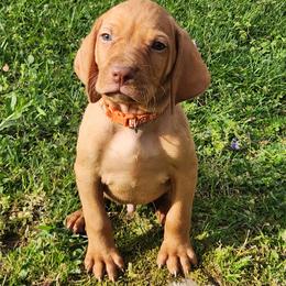 Thoirt - Golden rust male Vizsla puppy in Kentucky from Willow Ridge Kennel