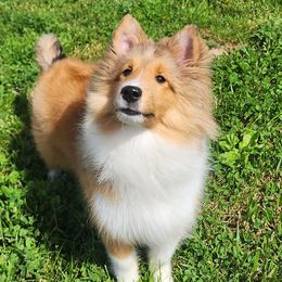 Shetland Sheepdogs from Kayla's Shelties
