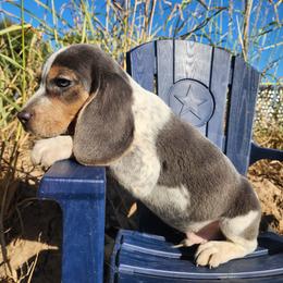 Hobbes - Blue tan and white male Beagle puppy in Bois D Arc, Missouri from Country Home Pets and Farm