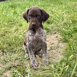 Bullseye - male German Shorthaired Pointer puppy in Oxford, Ohio from LyonHeart