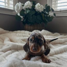 Arabella - Dapple female Dachshund puppy in San Diego, California from Enchanted little dachshunds