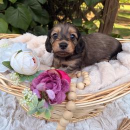 Dark Roast - Cream male Dachshund puppy in Coldwater, Mississippi from Under the Stars Minis
