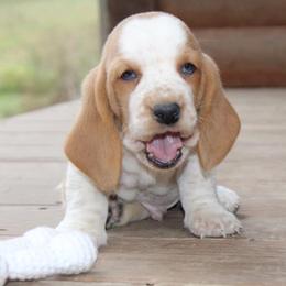 Basset Hounds from Clevenger Farms