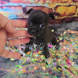 Prada - Black female Chihuahua puppy in Bowdon, Georgia from Paschal's Pups
