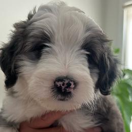 Girl 2 - Blue merle female Aussiedoodle puppy in Scottsboro, Alabama from Lisa’s Curly Puppies
