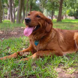 Flora - Goldendoodle